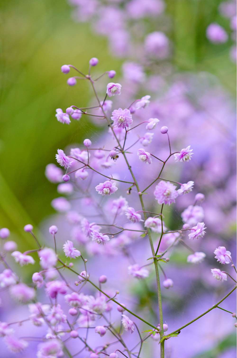 Violfrøstjerne 'Hewitt's Double'